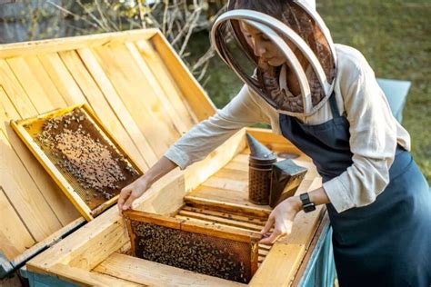 bee in the philippines|Beekeeping For Beginners in Philippines .